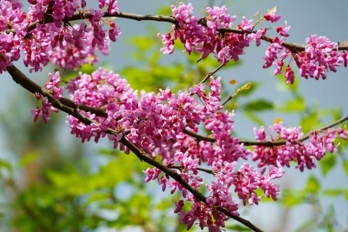 2 Eastern Redbud Trees Bareroot 18-24″ Stunning Spring Blooms!